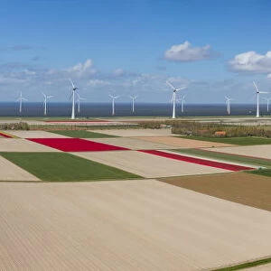 Panoramic aerial view of the tulip fields in North Holland, The Netherlands