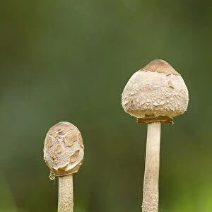 Parasol mushroom (Macrolepiota procera), New Forest National Park, Hampshire, England