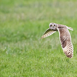 Parma, Emilia Romagna, Italy. A short-eared owl photographed in flight in the Parma