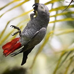 This parrot is known as the Papa Gaio do Principe