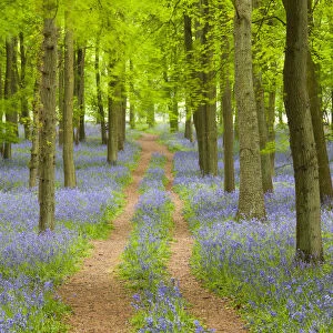 Path through Bluebell Wood, Dockey Wood, Ashridge Estate, Hertfordshire, England