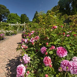 Path Through Rose Garden, Bodnant Gardens, near Tal-y-Cafn, Conwy, Wales