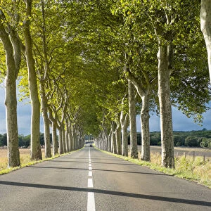 Plane Trees (Platanus -- acerifolia) along tree-lined highway, Aude Department, Languedoc-Roussillon, France