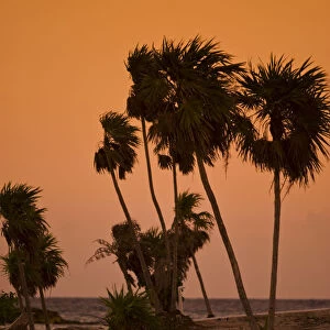 Playa del Carmen, Mexico. A sunset shot of palm trees swaying in the breeze