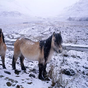 Ponies in Winter, Glen Shiel, Highland Region, Scotland