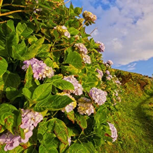 Portugal, Azores, Flores, Hortensias on the path between Mosteiro and Lajedo villages