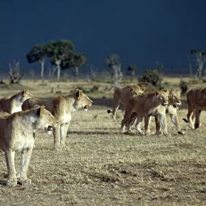 A pride of lions moves to shelter from an approaching storm