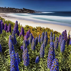 Pride of Madeira Flowers Along Coast, Carmel, California, USA