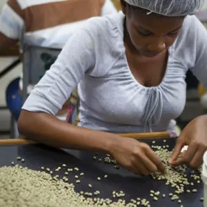 Processing Coffee Print, Jamaica, Caribbean Processing Coffee Print, Jamaica, Caribbean