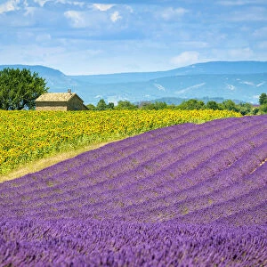 Purple lavender and yellow sunflower fields in Provence in height of bloom in early