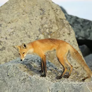Red fox (Vulpes vulpes) Okotoks, Alberta, Canada