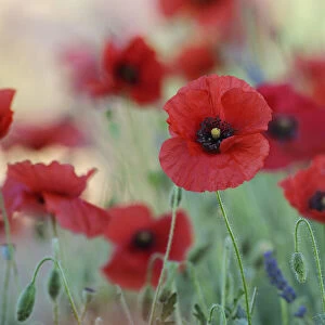Red Poppy (Papaver), Sault, Plateau de Vaucluse, Alpes-de-Haute-Provence, Provence-Alpes-Cote d Azur, Provence, France