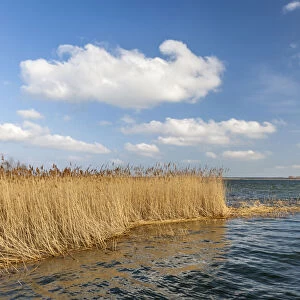 Reeds at the Bodden sea in Born am Darss, Mecklenburg-Western Pomerania, Northern Germany