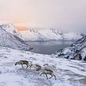 three reindeer looking for food in the fjords of Senja, Senja, Norway