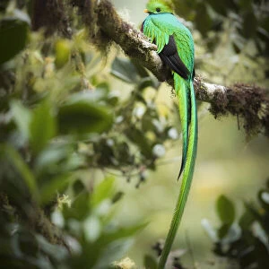 Resplendent Quetzal (Pharomachrus mocinno), Costa Rica