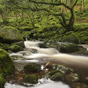 River Plym flowing through Dewerstone Wood, Shaugh Prior, Dartmoor, Devon, England