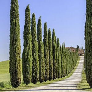 Road with cypresses and farmhouse. Orcia Valley, Siena district, Tuscany, Italy