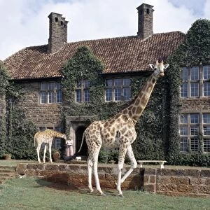 Mammals Collection: Giraffidae