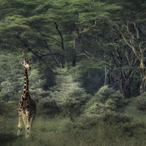 Rothschilds giraffe in Lake Nakuru National Park, Kenya