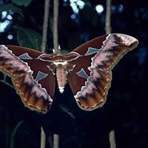 Rothschilds moth