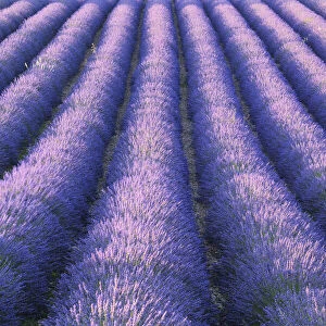 Rows of Lavender field (Lavendula augustifolia), Valensole, Plateau de Valensole, Alpes-de-Haute-Provence, Provence-Alpes-Cote d Azur, Provence, France