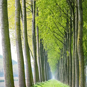 Rows of trees along a canal in spring, Damme, West Flanders, Belgium