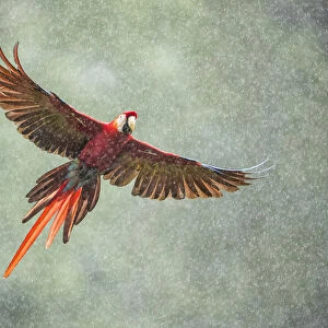 Scarlet Macaw (Ara macao) in flight in the rainforest, Costa Rica