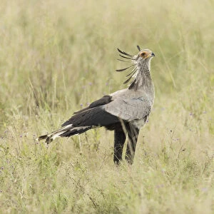 Secretary Bird (Sagittarius serpentarius), Savuti, Botswana, Africa
