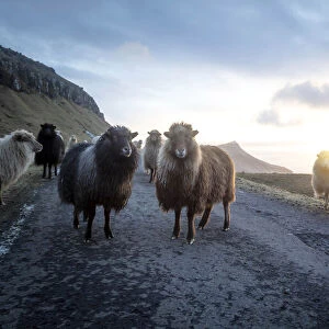 Sheep at sunset in the middle of a road on the west coast of Streymoy island