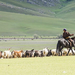 Shepherd on horseback gathering sheeps and goats. Ovorkhangai province, Mongolia