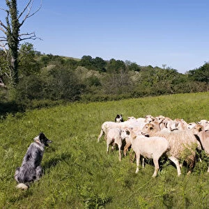 Shepherd, Labourd, the Basque Provinces, France