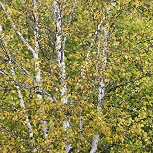 Silver birch in autumn colours - Canada, Ontario, Nipissing, Algonquin Provincial Park