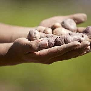 Small Andean potatoes in the hand of a local farmer. Cianzo Valley, Humahuaca, Argentina