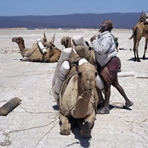 A Somali of the Issa clan loads his camels with salt at Lake Assal