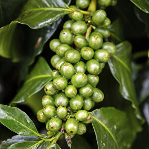 South America, Colombia, Quindio, Buenavista, coffee fruits on a plant in a coffee