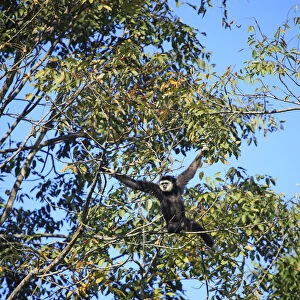 South East Asia, Thailand, Nakhon Ratchasima province, lar gibbon (Hylobates lar)