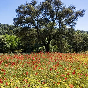 Spain, Andalusia, Natural park Sierra Norte de Sevilla, Poppy field near San Nicolas del