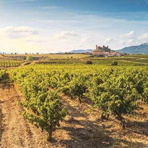 Spain, La Rioja, San Vicente de la Sonsierra. Lush vineyards in summer