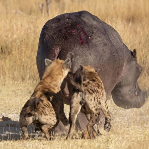 Spotted Hyena attacking a hippo, Okavango Delta, Botswana
