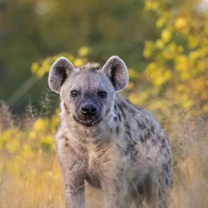 Spotted Hyena, Moremi Game Reserve, Okavango Delta, Botswana