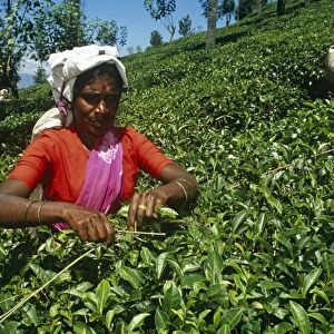 Sri Lanka, Central Highlands. A Tamil tea plucker skilfully plucks leaves using her stick to ensure an even table across the