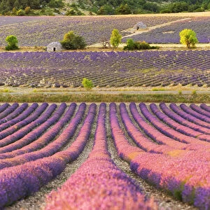 Stone bories (ancient shepherd's huts) in lavender fields near Sault, Provence-Alpes-Cote d'Azur, Provence, France