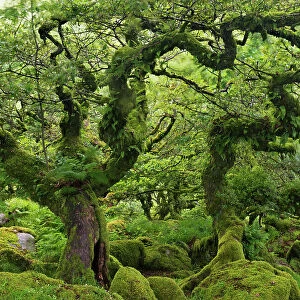 Stunted Oaks in Wistmans Wood SSSI in Dartmoor, Devon, England. Summer (July)