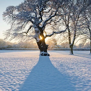 Sunburst Through Oak Tree in Winter, Holt, Norfolk, England