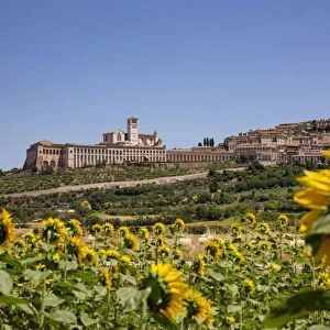 Sunflowers looking at Assisi, Umbria, Italy