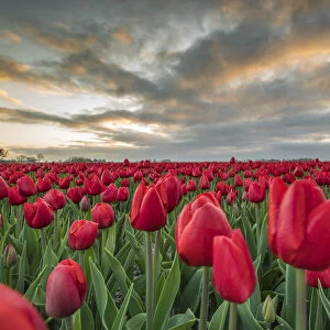 Sunrise coloured clouds above field of red tulips. Koggenland, North Holland province