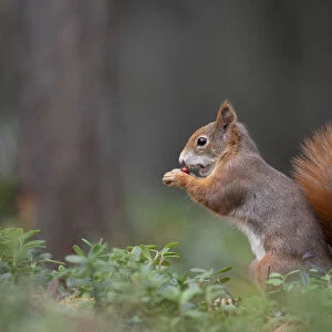 Switzerland Eurasian red squirrel Sciurus vulgaris