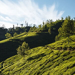 Tea plantations near Top Station, Kerala, India