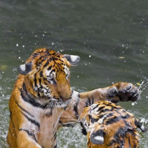 Tigers play fighting in water, Indochinese tiger or Corbetts tiger (Panthera
