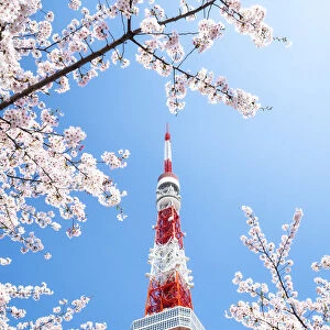Tokyo Tower during the cherry blossom season, Minato, Tokyo, Japan